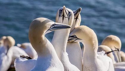 【圆桌】四大球星去向何方？米切尔必然加盟尼克斯？